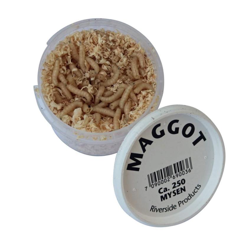 RIVERSIDE Maggot Hvit 250stk Levende