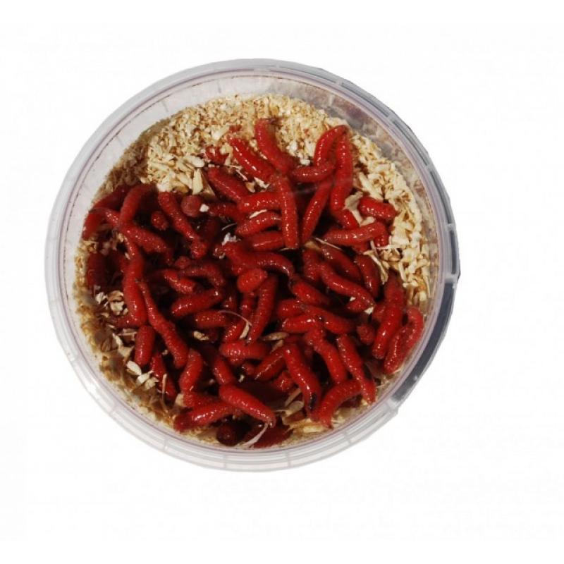 RIVERSIDE Maggot Rød 250stk Levende